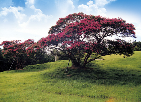 배롱나무 (천연기념물 제168호) 관련자료