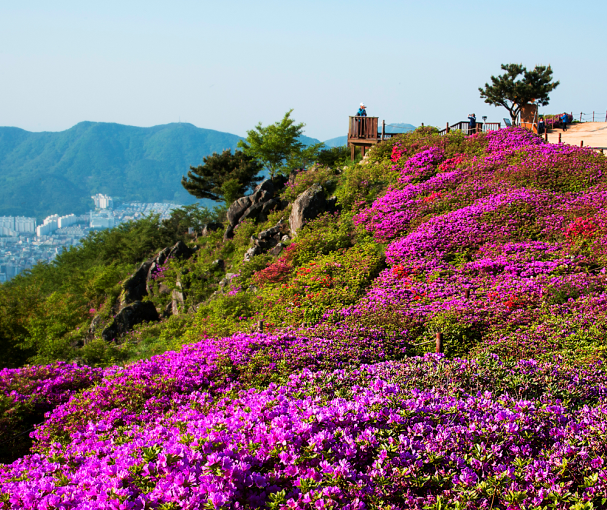부산진구 구화-철쭉 관련자료