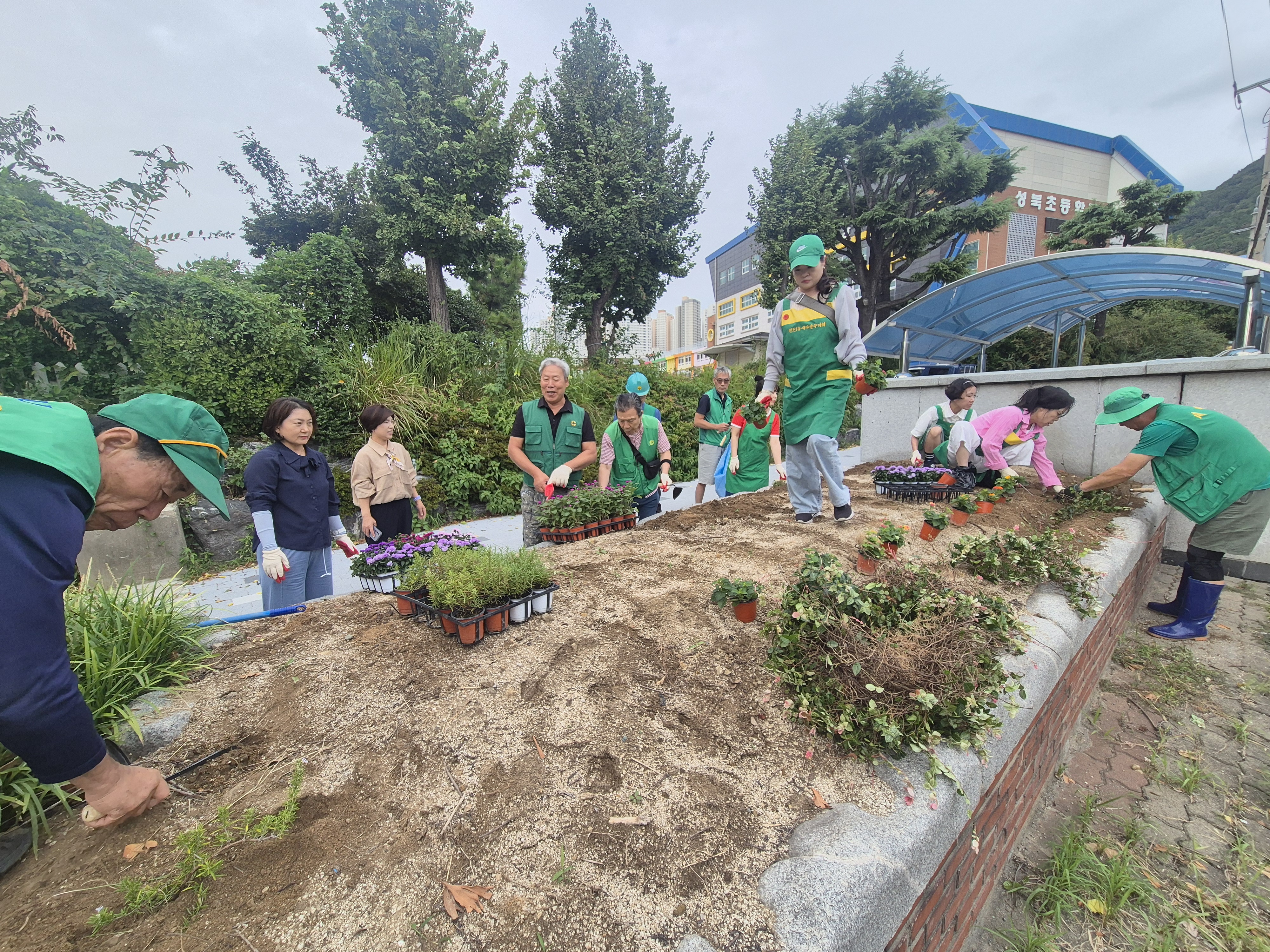 새마을단체 가을 초화 식재 및 환경정비 관련자료