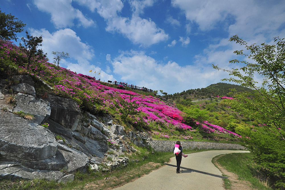 백양산애진봉 철쭉군락지