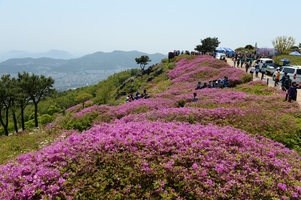 백양산애진봉 철쭉군락지