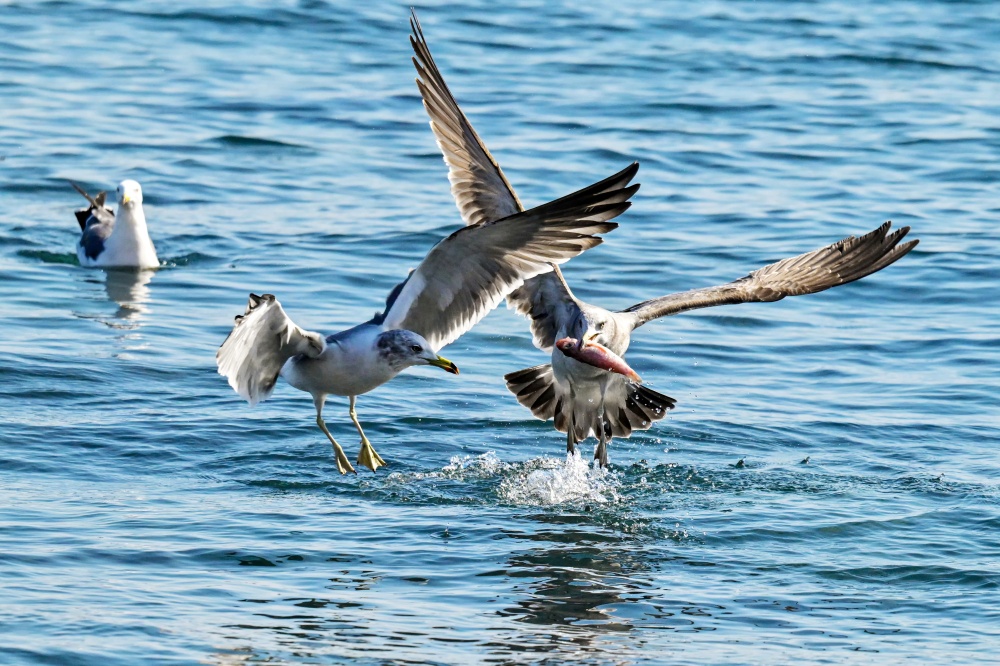 포토 에세이 / 부산갈매기이미지