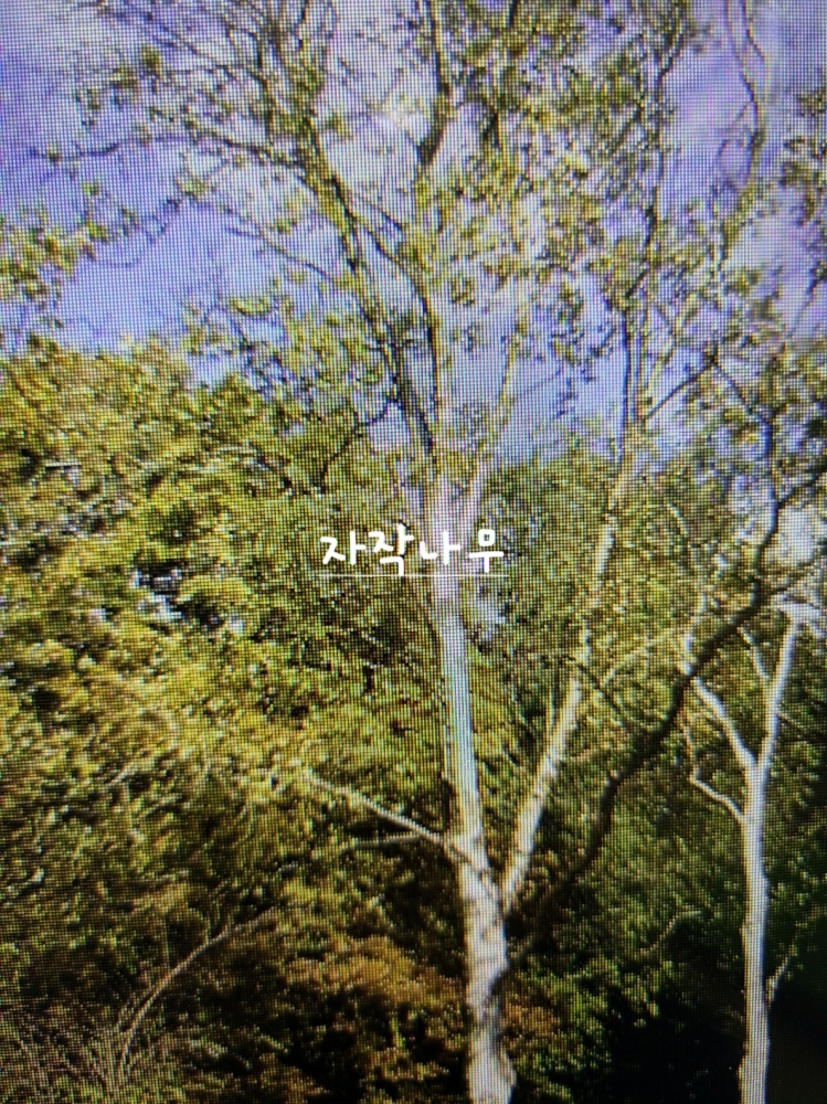 　하얀 껍질 고운 겨울숲 귀부인 자작나무 / 극한 환경 이겨낸 인내 상징 사스래나무이미지