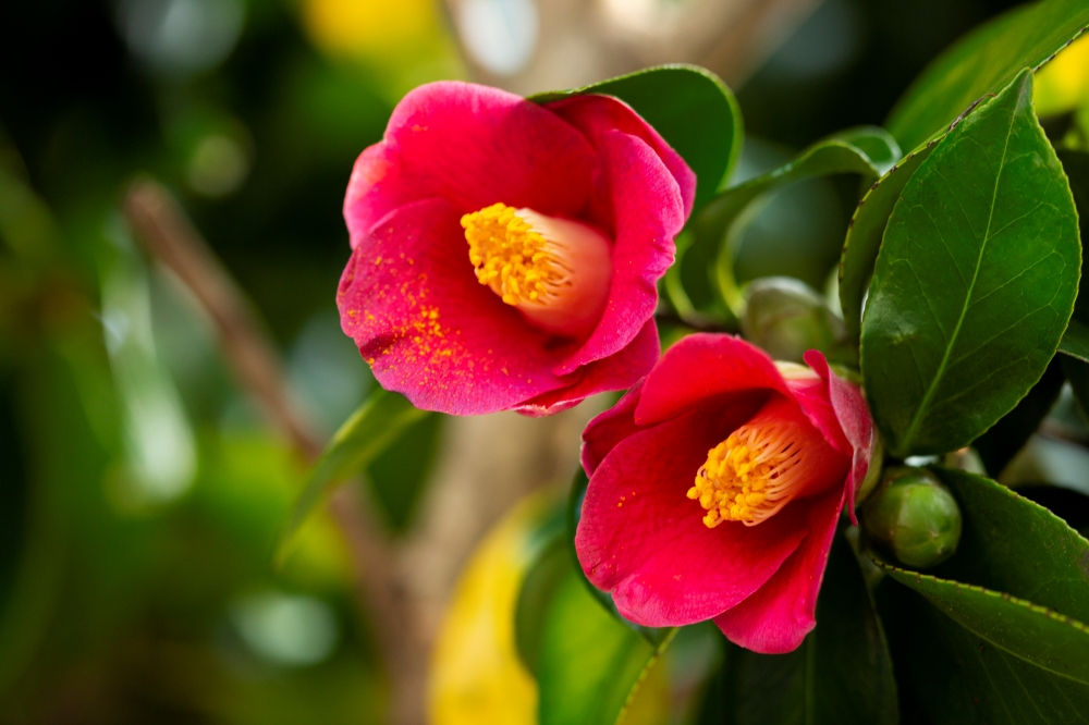 가볍게 찾아가는 우리동네 봄꽃 명소 (2) / 백양산 선암사 동백숲이미지